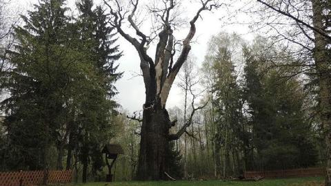 Chrobry wypuścił nowe pąki. Drzewo przeżyło pożar?