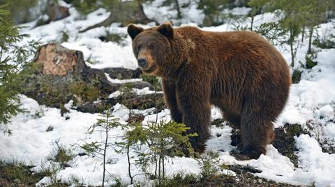 W Bieszczadach mężczyzna został zaatakowany przez niedźwiedzia