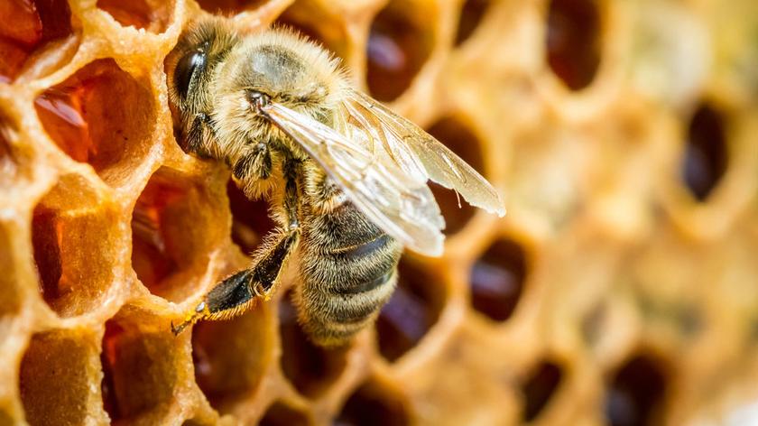 Miliony pszczół zginęło w nocy
