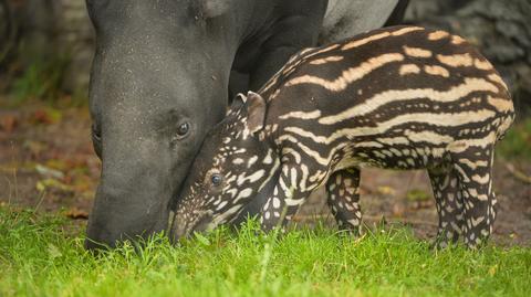 Piwerwszy spacer malajskiego tapira w Chester Zoo