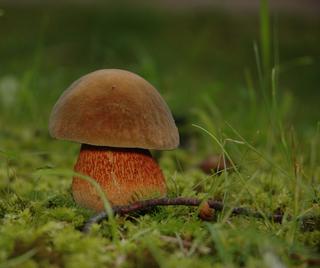 Borowik ponury Boletus luridus