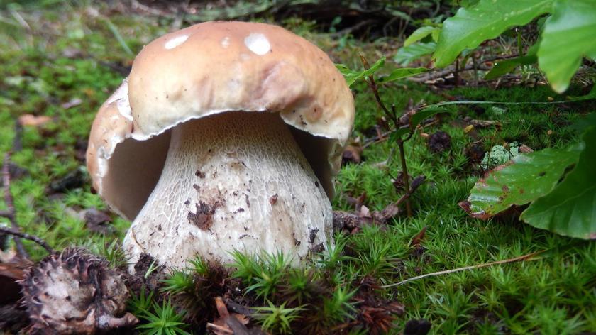 W polskich lasach jest mało grzybów