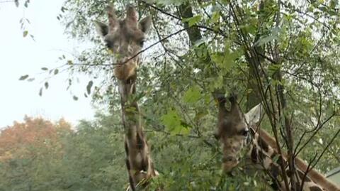 Wzrasta liczba żyraf w łódzkim zoo