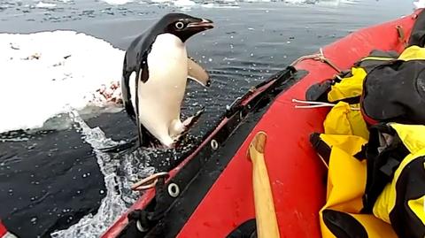 Pingwin odwiedził naukowców na łodzi
