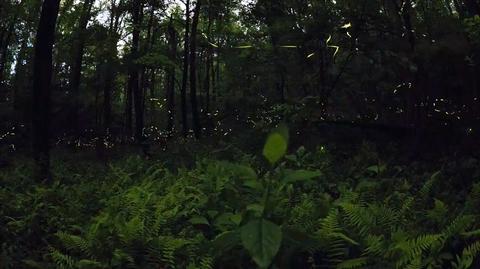 Świetliki synchroniczne w Parku Narodowym Great Smoky Mountains