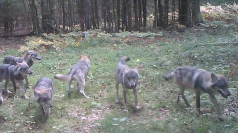 Wataha wilków w Białowieskim Parku Narodowym