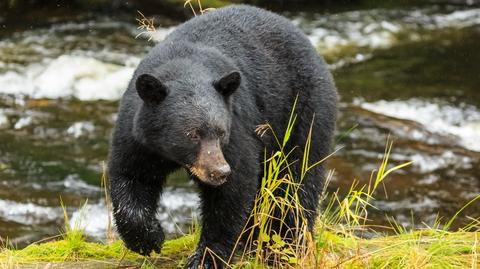 Alaska: atak niedźwiedzia w toalecie