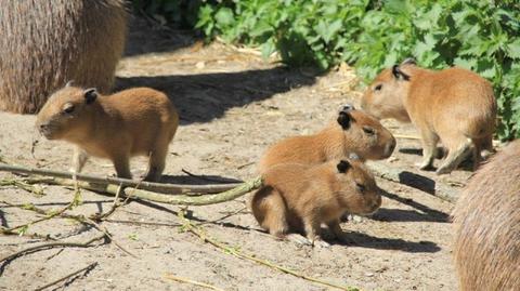 Cztery małe kapibary