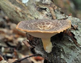 Żagiew guzowata Polyporus tuberaster