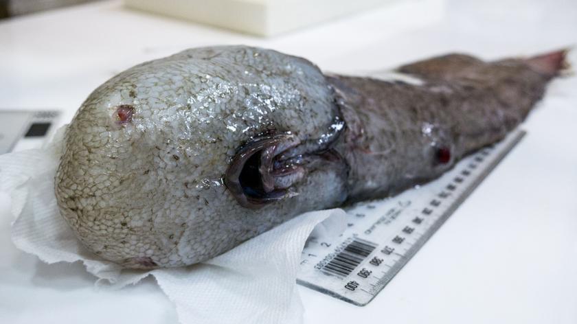 Naukowcy znaleźli "rybę bez twarzy"
