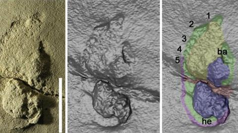 To tu odnaleziono ślady stóp praprzodka człowieka