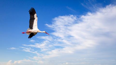 Bociany białe (fot.: Shutterstock)