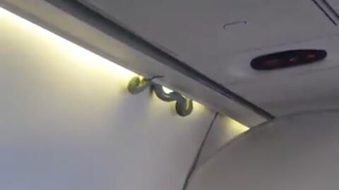 Wąż w samolocie