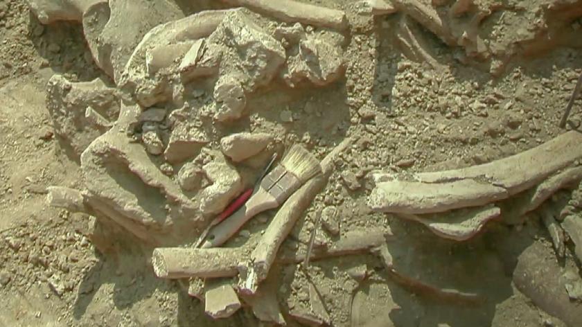 Szczątki mamutów pod kopcem Kościuszki