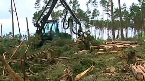 Wielka akcje leśników w Borach Tucholskich (TVN24)