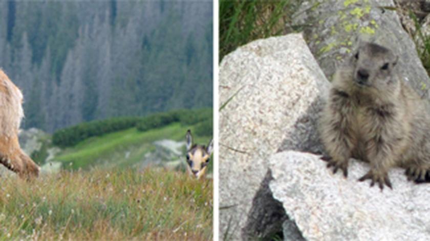 Zwierzęta napotkane w Tatrach