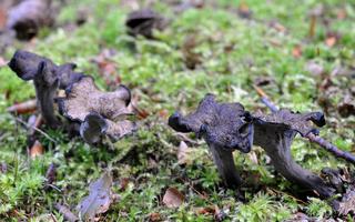 Lejkowiec dęty Craterellus cornucopioides
