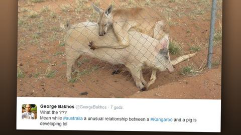 Między świnią a kangurem narodziła się miłość