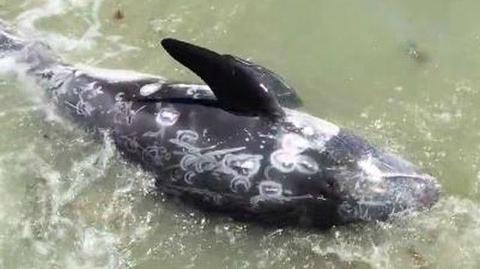 Rzeź delfinów w Japonii