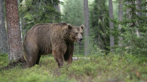 Niedźwiedź spotkał się z wilkiem. "To nie zdarza się często"