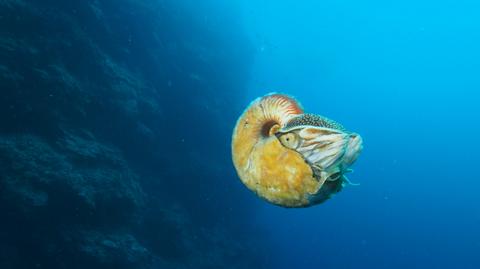 Allonautilus scrobiculatus i Nautilus 