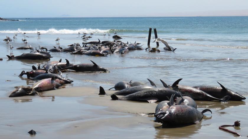 Mnóstwo martwych delfinów na plaży