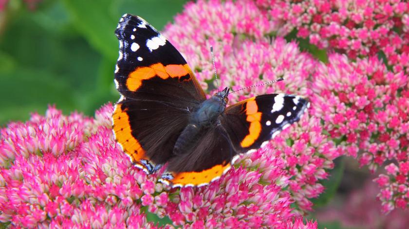 Najpiękniejsze motyle Polski na zdjęciach