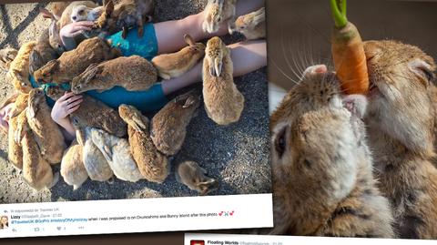 Zające na wyspie Okunoshima