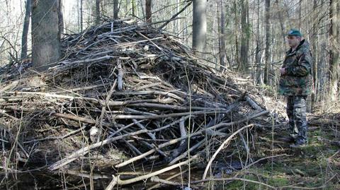 Bobry wycinają polskie lasy
