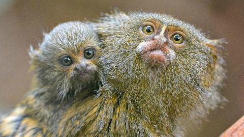 Pigmejki karłowate - najmniejsze małpki na świecie