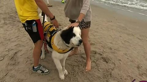 Pies-ratownik na posterku na plaży w Kołobrzegu