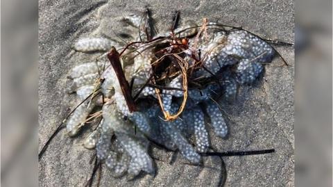 Jaja kałamarnicy wyrzucone na brzeg w Karolinie Północnej