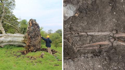 Powalone drzewo odkryło tragiczną śmierć sprzed 1000 lat