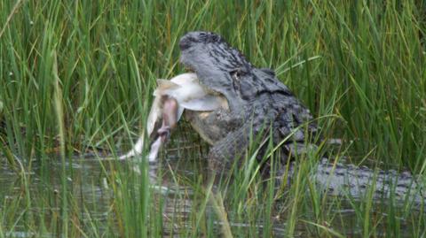 Aligator zjada również zwierzęta morskie