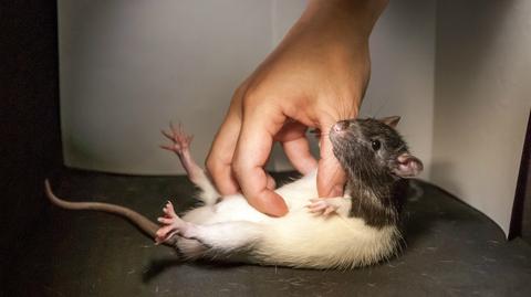 Reagowanie szczurów na łaskotki