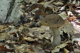 Koźlarz grabowy Leccinum pseudoscabrum
