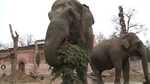 Zwierzęta we wrocławskim zoo pałaszują choinki