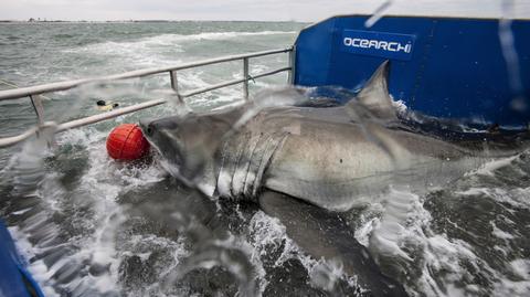 Wyśledzili przeprawę rekina przez Atlantyk