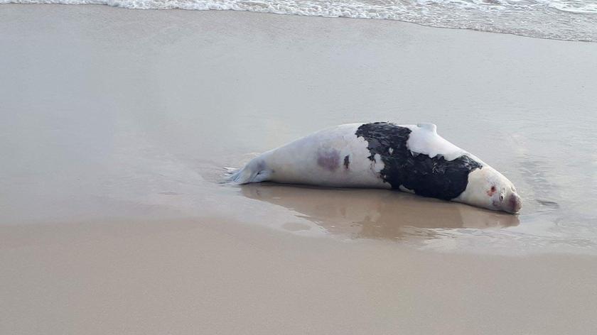 W czerwcu Bałtyk wyrzucał na brzeg martwe foki