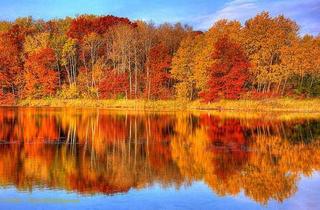 Piękna kolorowa jesień w lesie w Włocławku.