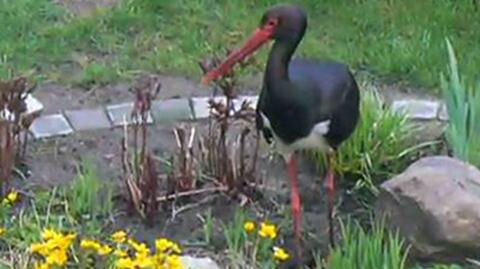 Bocian czarny regularnie odwiedza ogród (wideo archiwalne)