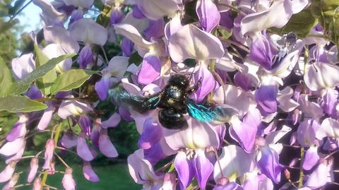 Fioletowa pszczoła 
