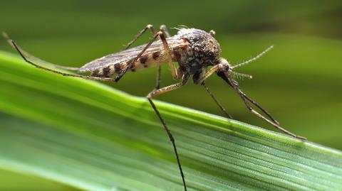 Malarią można zarazić się tylko drogą kropelkową