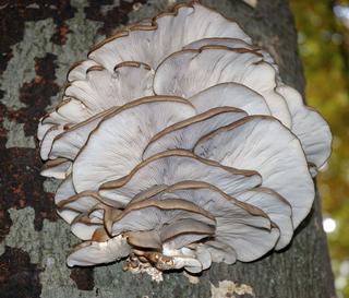 Boczniak ostrygowaty Pleurotus ostreatus 