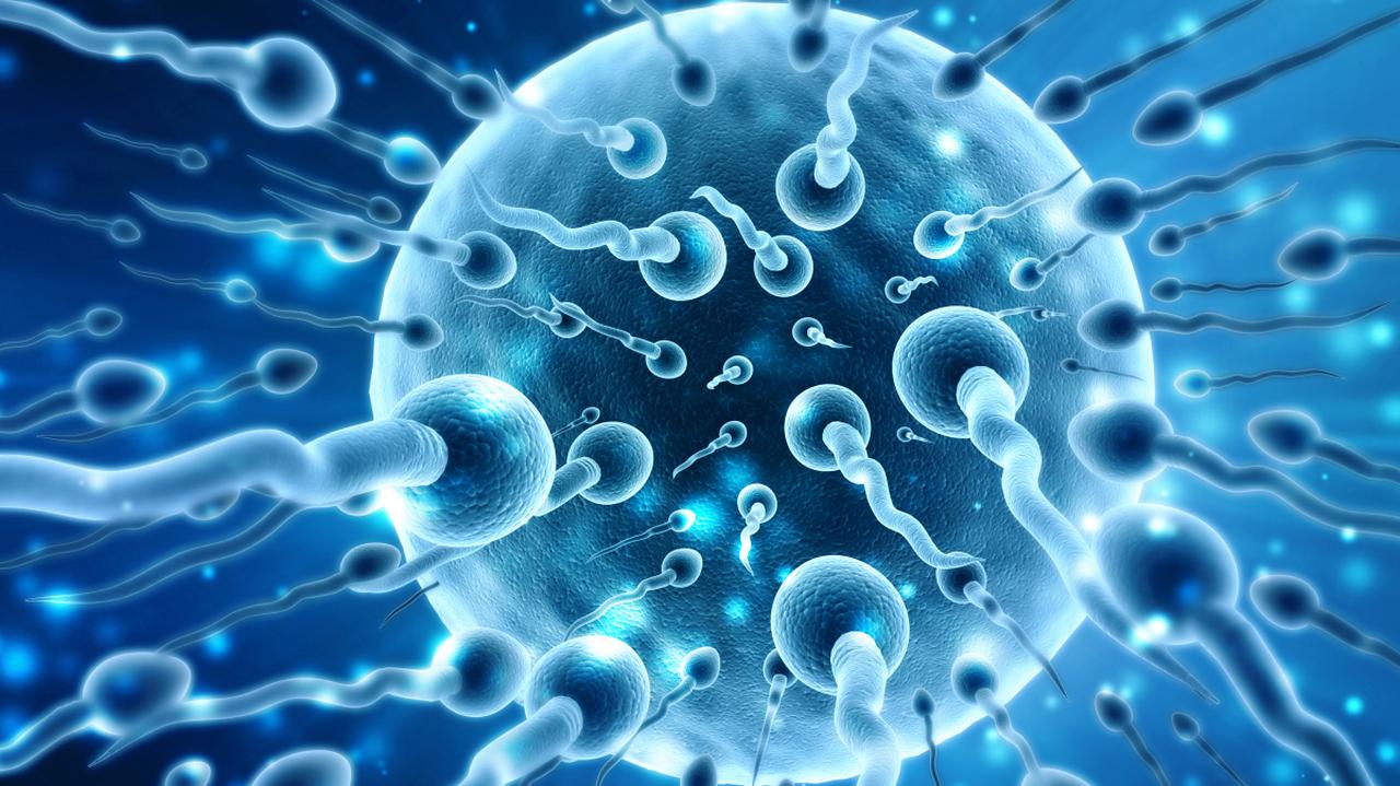 Pierwszy na świecie oficjalny wyścig plemników. Oto zasady