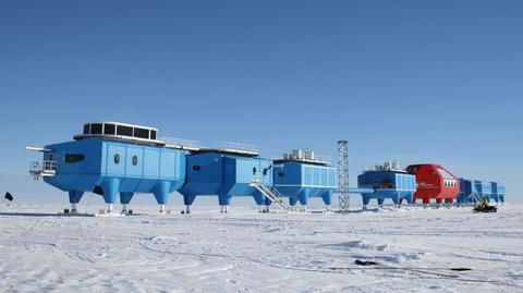 Tak gąsienica wygląda w środku (British Antarctic Survey)