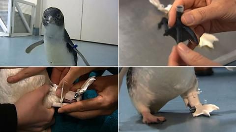 Pingwin Bagpipes otrzymał protezę wydrukowaną w drukarce 3D