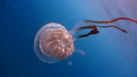U wybrzeży Andaluzji pojawiły się meduzy