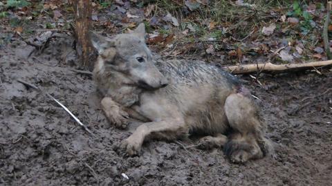 Leśnicy uratowali wilka, który złapał się we wnyki