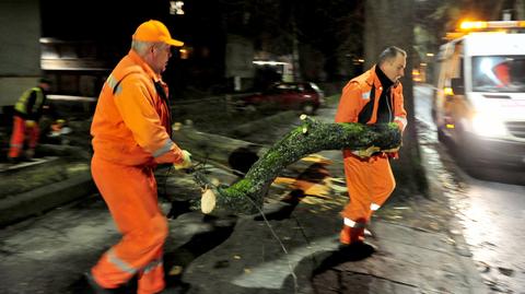 Paweł Frątczak o krajobrazie po przejściu wichury